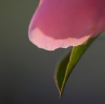 DSC_4218 - copie.jpg