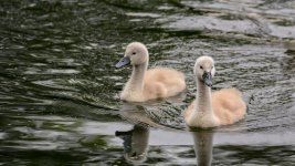 2 cygnets.jpg