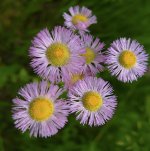 _DSF7358 - copie 2.jpg