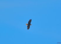 DSC_0183 nxd.jpg