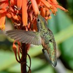 Hummer16.jpg