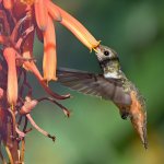 Hummer10.jpg