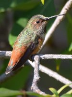 Hummer.jpg