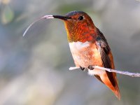 Hummer18.jpg