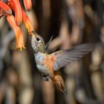 Hummer5.jpg