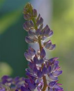 _DSF5224.jpg
