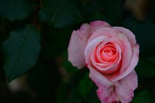 DSC_3390.jpg