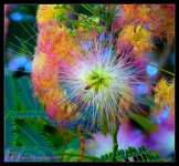 Colorful Whispy Flower 6-17-2016.jpg