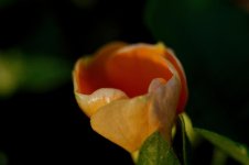 DSC_0951+Backyard Macro-0039.jpg