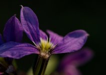 DSC_0969+Backyard Macro-0037.jpg