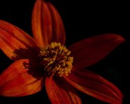 DSC_1035+Backyard Macro-0028.jpg