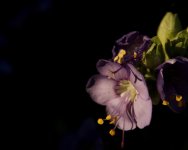 DSC_1048+Backyard Macro-0025.jpg