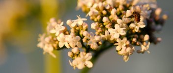 DSC_1176+Backyard Macro-0009.jpg