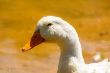 20160619-_D717771.jpg