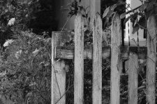 old worn fence.jpg