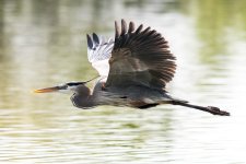 HeronFlight-161.jpg