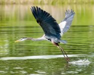 HeronFlight-163.jpg