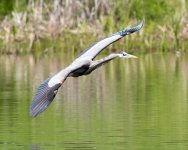 HeronFlight-162.jpg