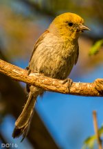DSC_2503.jpg