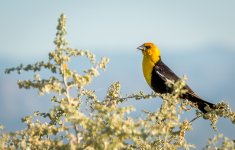 DSC_2604.jpg