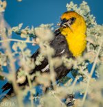 DSC_2771.jpg
