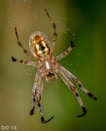 DSC_2680.jpg
