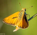 DSC_2701.jpg