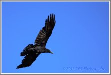 6-12-16-cr__D7K3747.jpg