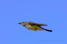 6-12-16-cr__D7K3748.jpg