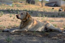 6-20-16-cr__D7K3770.jpg