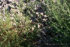 6-20-16-cr__D7K3767.jpg