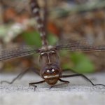 _DSF5341 - copie.jpg