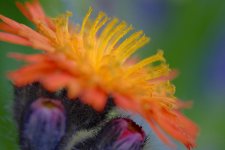 _DSF5362 - copie.jpg