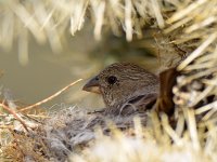 Finch.jpg