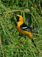Oriole.jpg