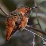 Hummer5.jpg