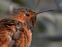 Hummer2.jpg