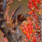 Hummer6.jpg