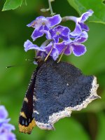 Butterfly2.jpg