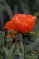 20160619-VFA_0738.jpg