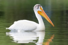 Peli-5.jpg