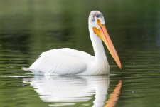 Peli-100.jpg