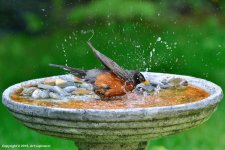 Robin_136.jpg