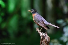 Robin_144.jpg