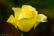 20160618-_D717685.jpg
