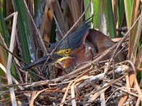 GreenHeron.jpg