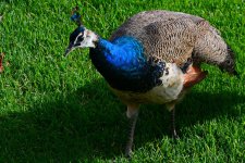 DSC_3271.jpg