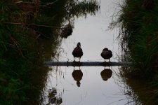 DSC_3216.jpg