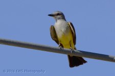 6-21-16-cr__D7K3780.jpg
