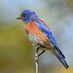 Bluebird2.jpg